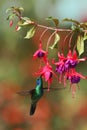 Green violetear, Colibri thalassinus, hovering next to red flower in garden, bird from mountain tropical forest, Costa Ri Royalty Free Stock Photo