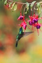 Green violetear, Colibri thalassinus, hovering next to red flower in garden, bird from mountain tropical forest, Costa Ri Royalty Free Stock Photo