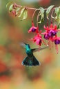 Green violetear, Colibri thalassinus, hovering next to red flower in garden, bird from mountain tropical forest, Costa Ri Royalty Free Stock Photo