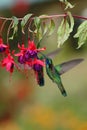 Green violetear, Colibri thalassinus, hovering next to red flower in garden, bird from mountain tropical forest, Costa Ri Royalty Free Stock Photo