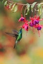 Green violetear, Colibri thalassinus, hovering next to red flower in garden, bird from mountain tropical forest, Costa Ri Royalty Free Stock Photo