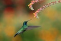 Green violetear, Colibri thalassinus, hovering next to red flower in garden, bird from mountain tropical forest, Costa Ri Royalty Free Stock Photo