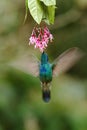 Green violetear, Colibri thalassinus, hovering next to red flower in garden, bird from mountain tropical forest, Costa Ri Royalty Free Stock Photo