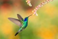 Green violetear hovering next to red flower, bird in flight, mountain tropical forest, Costa Rica