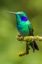 Green Violetear