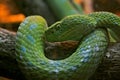 Green Viper