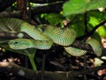 Green Viper snake in tree.