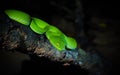 Green viper snake