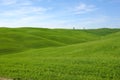 Green virgin fields in Tuscany Royalty Free Stock Photo