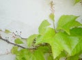 Green Virginia Creeper or five-leaved ivy climbing on a plater wall Royalty Free Stock Photo