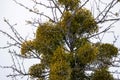 Green Viscum mistletoe tree against grey sky