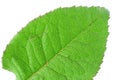 Green vivid leaf details Royalty Free Stock Photo