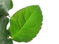 Green vivid leaf details on white Royalty Free Stock Photo