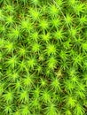 Green Vivid Moss Carpet