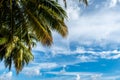 Green vivid palm leaves against blue sky background with white clouds, tropical landscape, copy space Royalty Free Stock Photo