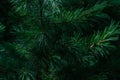 Green volumetric needles fluffy branches of coniferous Siberian pine tree in forest in the light