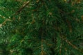 Green volumetric needles fluffy branches of a coniferous Siberian spruce tree in forest
