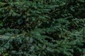 Green volumetric small shiny needles on branches of coniferous Siberian spruce tree