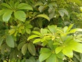 Green Walisongo fence plant or umbrella tree