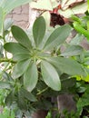 The green of Walisongo leaf in the garden it is really nine leaves Royalty Free Stock Photo