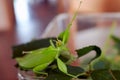 A green walking leaf with threatening gesture on a box