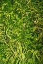 Green wall background prettybackground Royalty Free Stock Photo