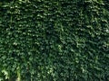 Green wall background, Ivy texture, Wall covered with green leaves, Ivy leaves pattern Royalty Free Stock Photo