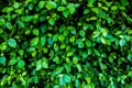 Green wall background Royalty Free Stock Photo