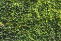 Green wall background made from natural wild grapes. Green background made of leaves of maiden grapes Royalty Free Stock Photo