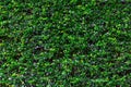 Green wall background Royalty Free Stock Photo