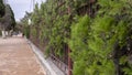 Green wall of coniferous trees, cypress, thuja, juniper.