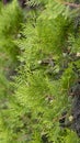 Green wall of coniferous trees, cypress, thuja, juniper.