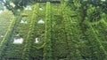 Green wall - creepers are so strong Royalty Free Stock Photo