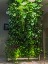 Green wall of different deciduous plants in the interior decoration. Vertical garden inside office building.