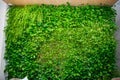 Green wall of different deciduous plants in the interior decoration. Beautiful vivid green leaf wallpaper and environment scene. Royalty Free Stock Photo