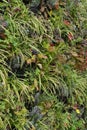 Green wall, eco friendly vertical garden on building. Royalty Free Stock Photo