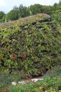 Green wall, eco friendly vertical garden on building. Royalty Free Stock Photo