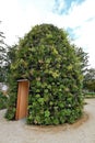 Green wall, eco friendly vertical garden on building. Royalty Free Stock Photo
