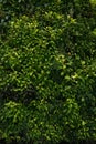 Green wall, eco friendly vertical garden Leaves backgound Royalty Free Stock Photo