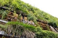 Green wall in an ecological building