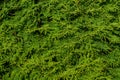 The green wall of the evergreen conifer tree thuja Platycladus orientalis. Close-up of green leaves of thuja, background pattern, Royalty Free Stock Photo