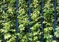 Green wall fence