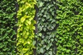 Green Wall