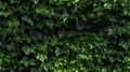 Green wall in the garden with natural background fresh leaves and foliage as a background of nature and landscaping. Royalty Free Stock Photo