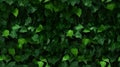 Green wall in the garden with natural background fresh leaves and foliage as a background of nature and landscaping. Royalty Free Stock Photo