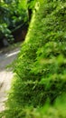 green wall nature greenwall natural