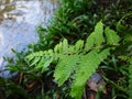 green wall nature greenwall natural