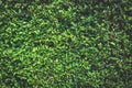 Green wall nature plant background. Tree Texture and Wallpaper concept. Dark tone of natural power. Low key of organic foliage.