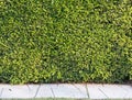Green wall Royalty Free Stock Photo