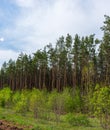 Green wall of the pine forest Royalty Free Stock Photo